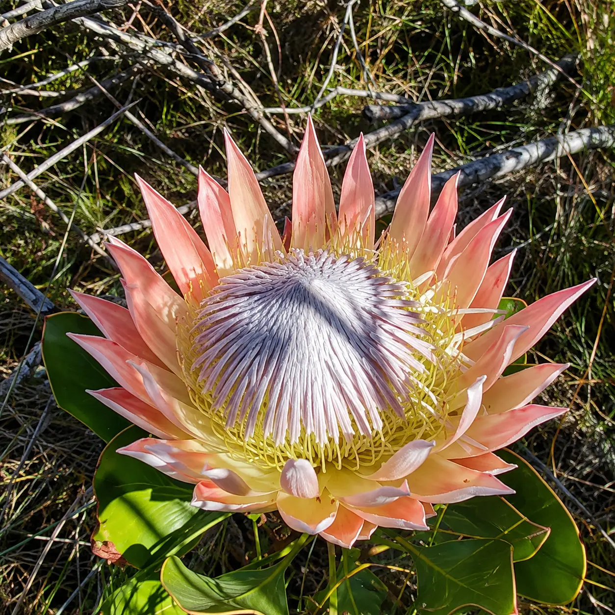 Close-up of a pink King Protea flower growing naturally among indigenous fynbos vegetation in Cape Town, South Africa