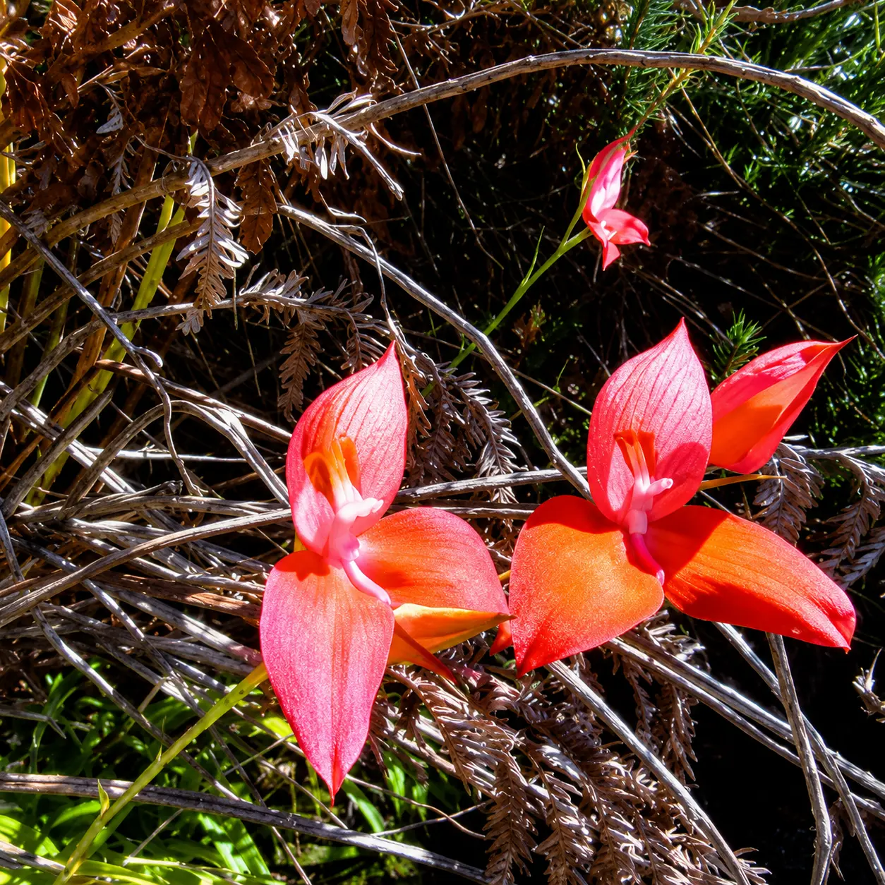Bright red and orange wildflowers blooming among indigenous fynbos vegetation in Cape Town, South Africa.