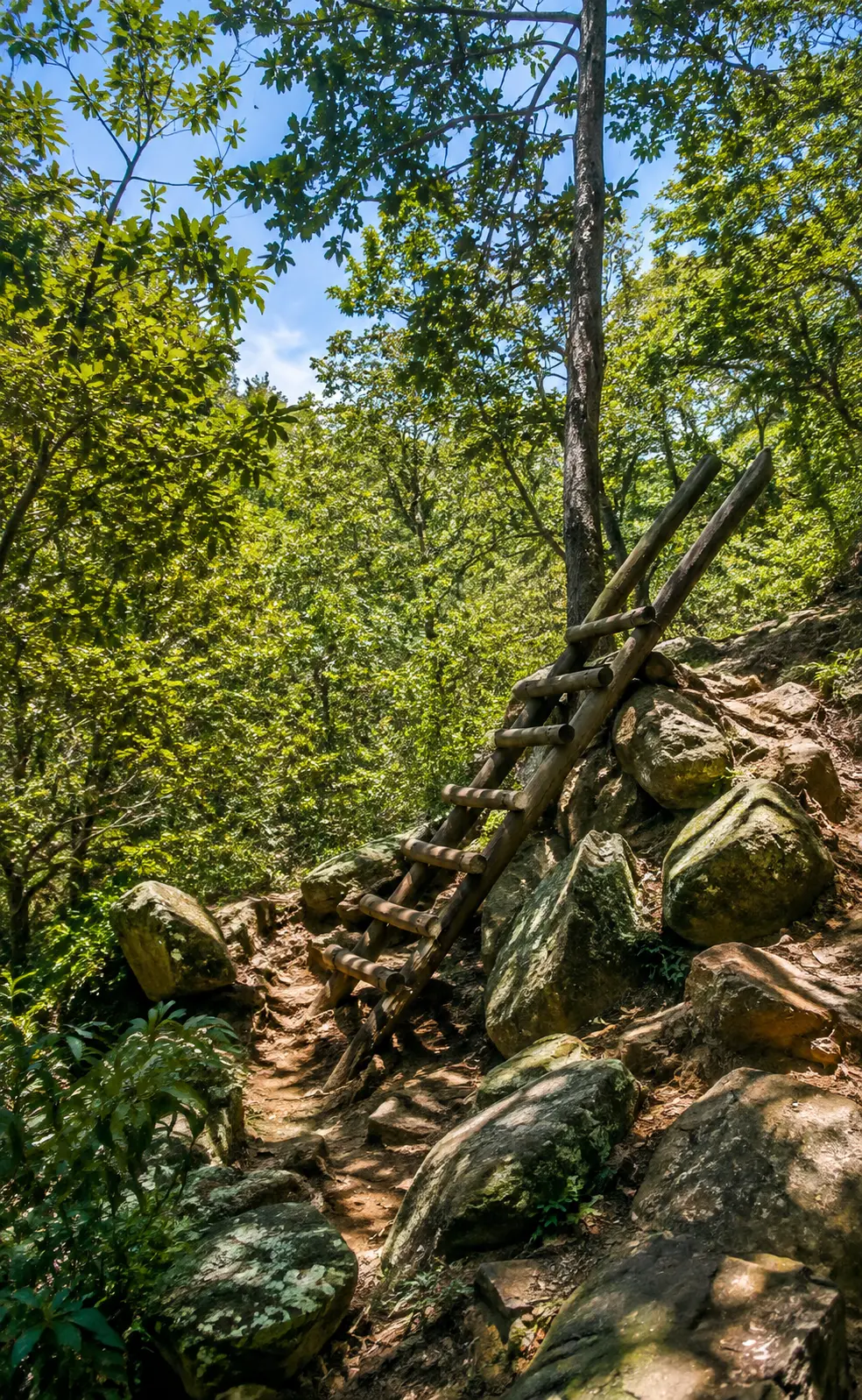 Wooden ladder climbing a steep rocky hiking trail surrounded by lush forest vegetation and large boulders in Cape Town